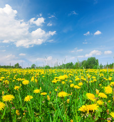 Obraz premium Yellow flowers field under blue cloudy sky