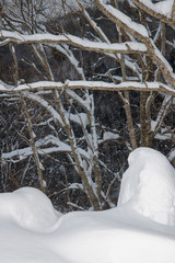 雑木林の雪景色