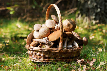 Fresh boletus mushrooms in the basket