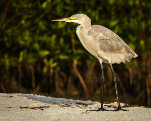 Hybrid Great Blue Heron/Great Egret