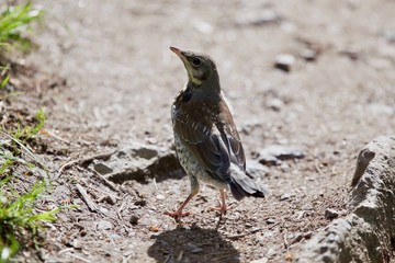 beautiful singing of birds. female blackbird
