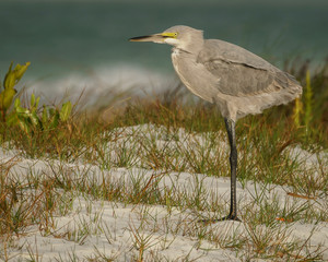 Hybrid Great Blue Heron/Great Egret