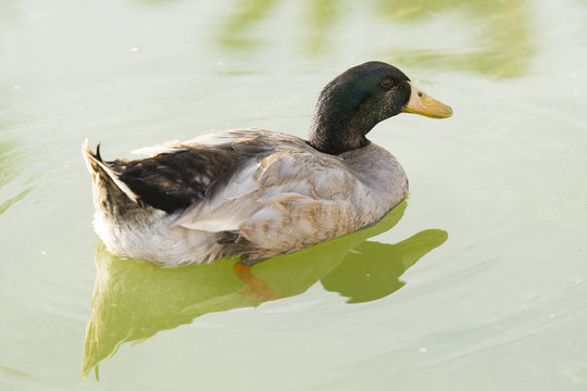 duck swimming on green water, goose