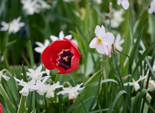 spring, early spring flowers blossomed in the park