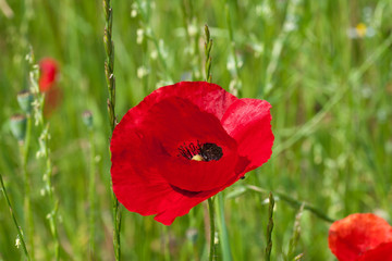 Mohnblume in voller Blüte