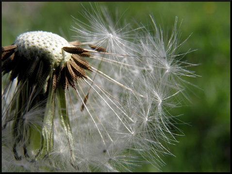 Pusteblume/dandelion 