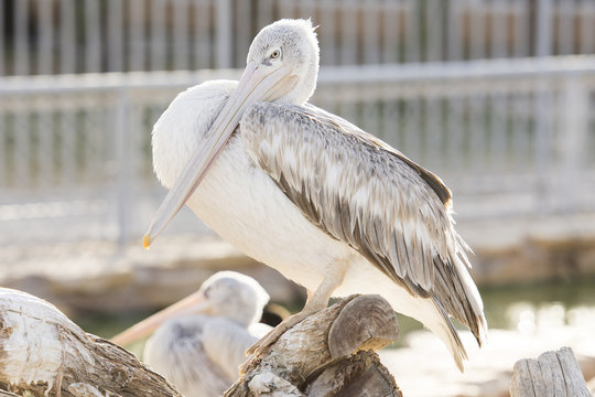 white pelican in lake 