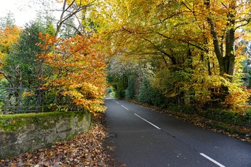 road covered in fall leaves 