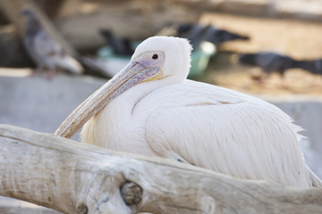 white pelican in lake 