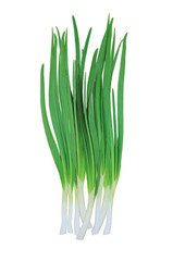 green onions isolated on white