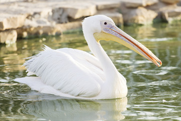 white pelican in lake 
