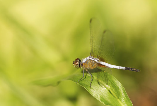 Close up image of blue dragonfly on natural green background