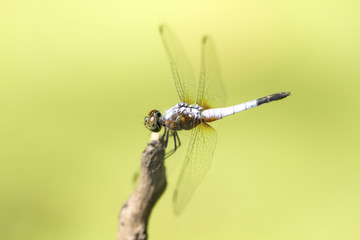 Close up image of blue dragonfly on natural green background