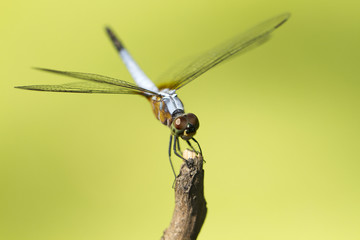 Close up image of blue dragonfly on natural green background