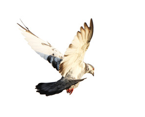 Flying pigeon isolated on white background