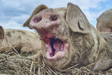 organic free range pigs close up yawn