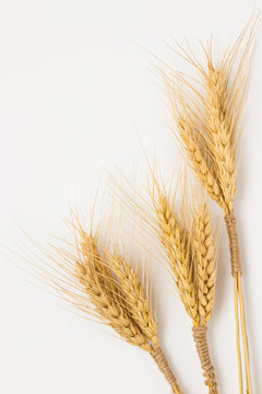 Three bunch  of wheat on a white background close-up