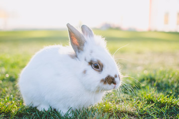 Rabbit standing near pear on the green lawn in the park