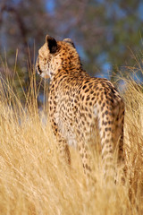 Stolzer Gepard in Namibia