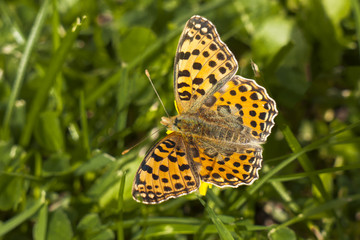 Queen of Spain Fritillary butterfly, Issoria lathonia