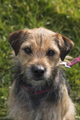 Portrait of small border terrier cross