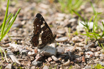 Second brood Map butterfly, Araschnia levana