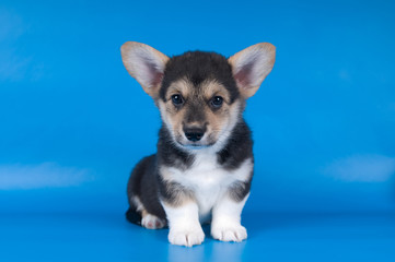 Pembroke Welsh Corgi puppy