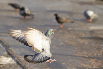 Pigeon landing on the floor