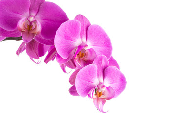 Obraz na płótnie Canvas orchid pink flower