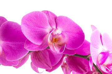 orchid  pink  flower