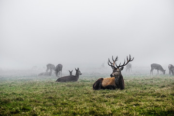 Stag