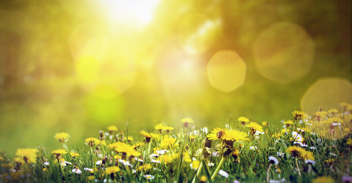 Fr&uuml;hlingswiese mit L&ouml;wenzahn und einer Biene im Sonnenschein