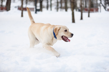 Labrador retriever puppy dog walking on white snow at winter park