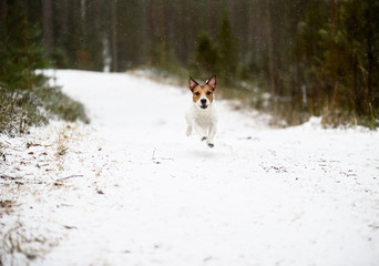 Funny dog jogging off leash at forest hiking track