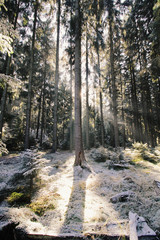 Fototapeta premium Early winter.