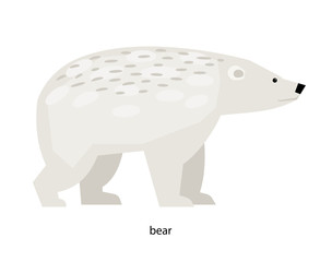 Polar bear - beautiful and very large beast