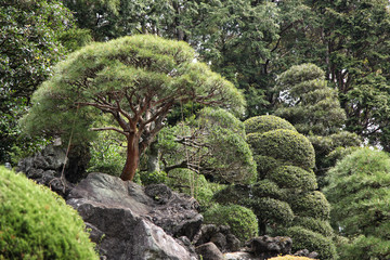 bonsai trees growing outdoor in a garden on a slope