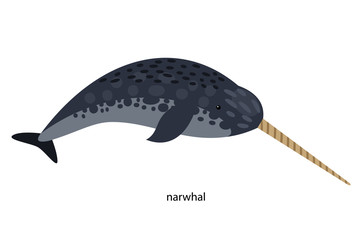 Narwhal - protected rare animal living in the North - obrazy, fototapety, plakaty