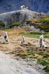 Foto auf Leinwand Huilende sledehonden in Groenland © atleetalie