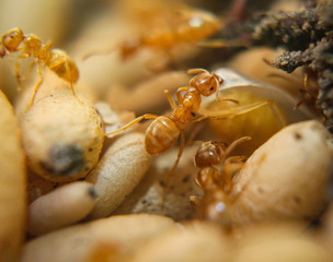Ameisen mit Gelege und Königin
