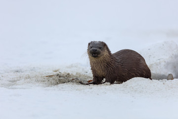 european otter (lutra lutra)