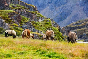 Fototapeten Pferde in freier Wildbahn in Grönland © atleetalie
