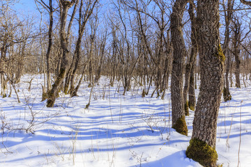 Trees in snowy forest