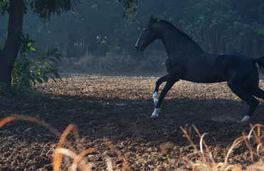 running marwari black stallion at freedom. India