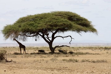 Naklejka premium Kenia - Giraffe unterm Baum