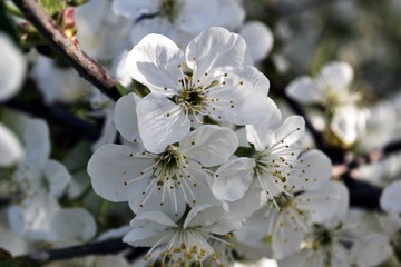 Obraz premium вишня в цвету