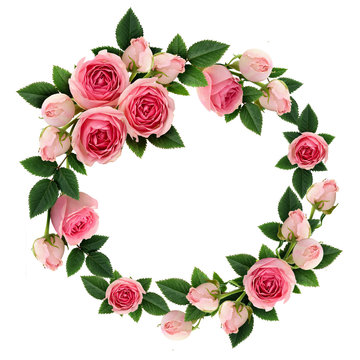 Pink rose flowers and buds circle frame