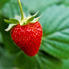 Delicious red strawberry