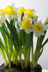 Fototapeta premium Narcissus - spring yellow-white flower