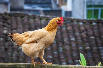 Hen outside in the countryside.